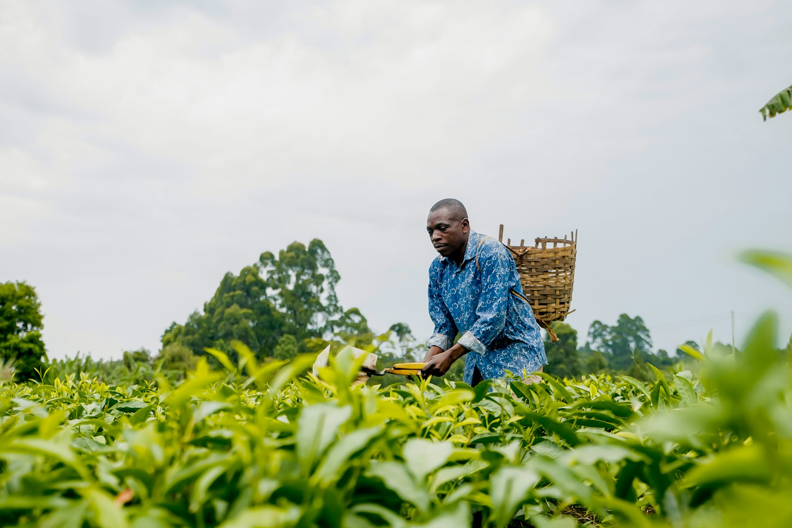 Coffee farm in the Ethiopian highlands