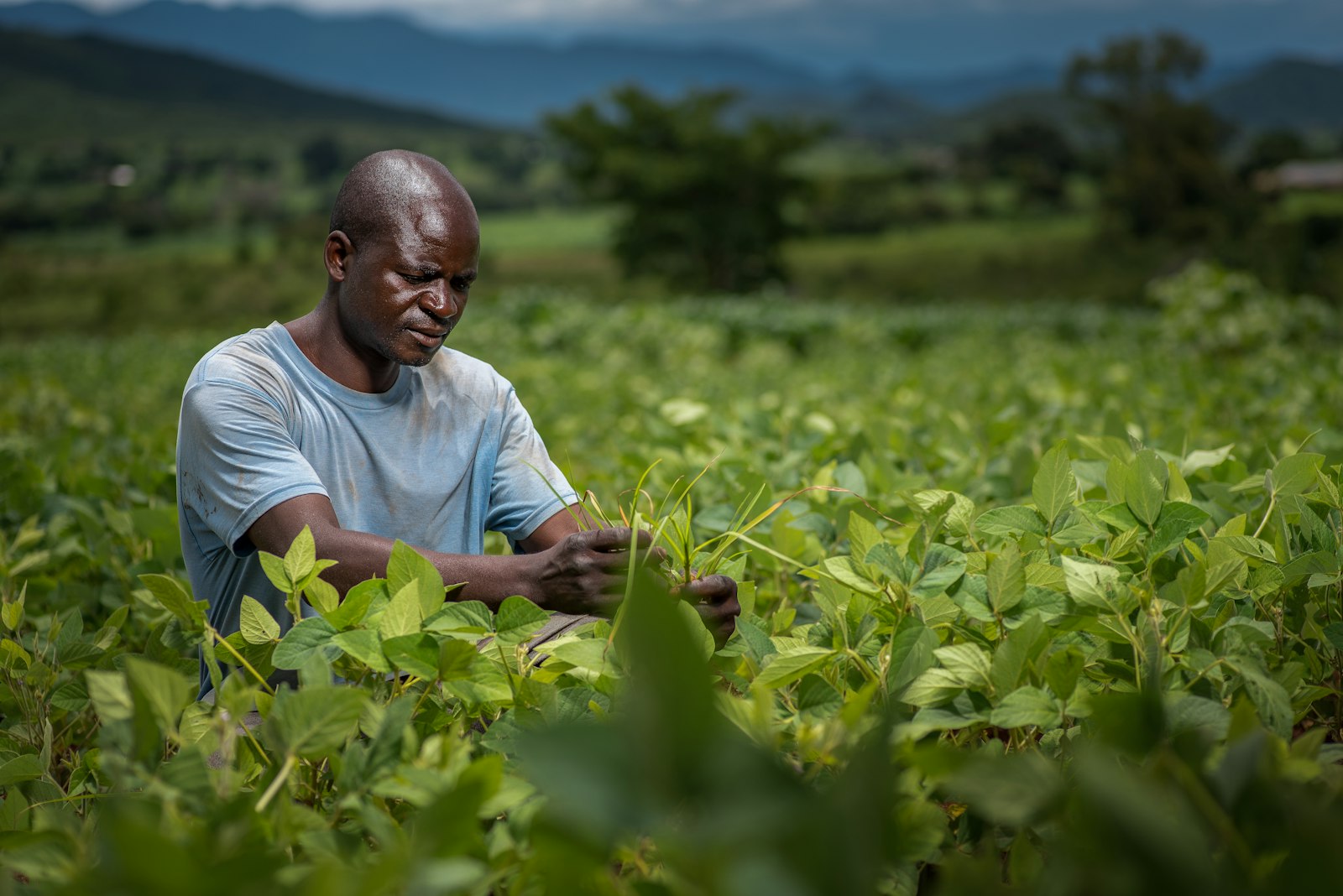 A farmer tending young plants with mountains in the distance